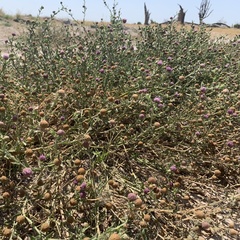 Sphaeranthus peduncularis