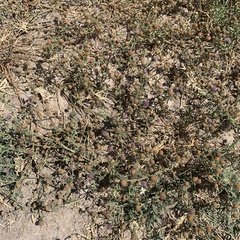 Sphaeranthus peduncularis