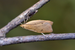 Gymnobathra