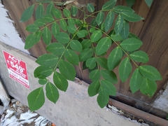 Averrhoa carambola