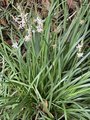 Chlorophytum saundersiae