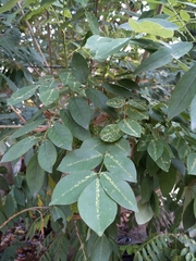 Averrhoa carambola