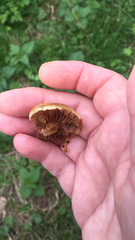 Agrocybe