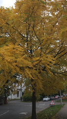 Juglans nigra