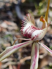 Caladenia tentaculata × venusta