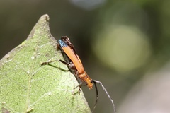 Stenoderus ostricilla