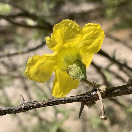 Rhigozum brevispinosum image