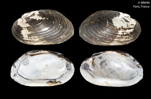 Thick-shelled Mussel