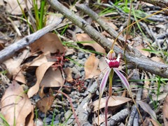 Caladenia tentaculata × venusta