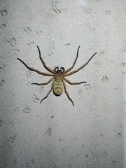 Delena lapidicola