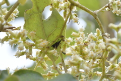 Scolopterus penicillatus