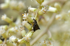 Scolopterus penicillatus