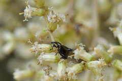 Scolopterus penicillatus