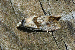 Cochylidia heydeniana