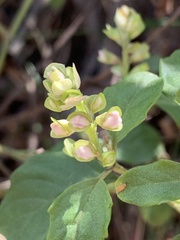 Prostanthera prunelloides
