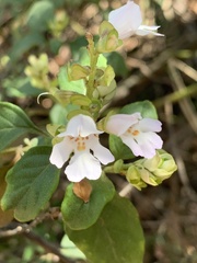 Prostanthera prunelloides