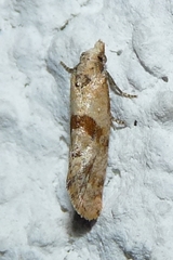 Cochylidia implicitana