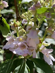 Prostanthera prunelloides