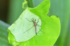 Armigeres subalbatus