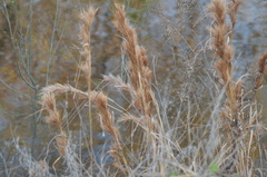 Andropogon glomeratus