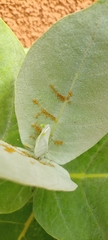 Aphis nerii
