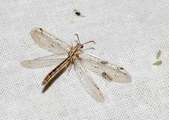 Subgulina talitzkii