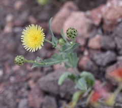 Malacothrix coulteri