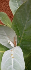 Tettigoniidae