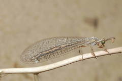 Maracanda amoena
