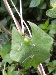 Aspidimorpha confinis