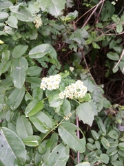 Microglossa mespilifolia