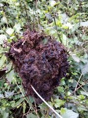 Crematogaster castanea castanea