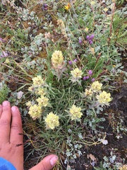 Castilleja hyperborea