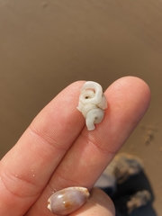 Vermetoidea