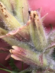 Castilleja hyperborea