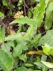 Ozarba abscissa