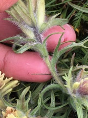 Castilleja hyperborea