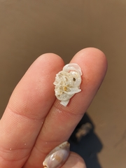 Vermetoidea