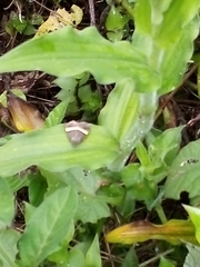 Ozarba abscissa