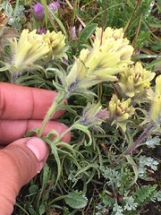 Castilleja hyperborea