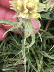 Castilleja hyperborea