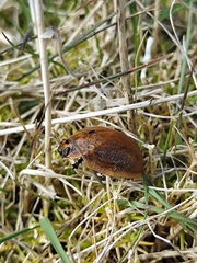 Paropsis augusta