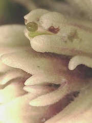 Castilleja hyperborea