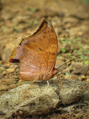 Charaxes psaphon