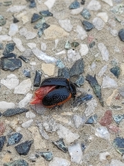 Chrysolina gypsophilae