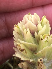 Castilleja hyperborea