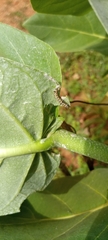 Danaus chrysippus