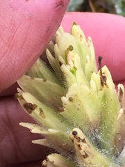 Castilleja hyperborea