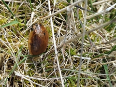 Paropsis augusta