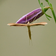 Stenoptilia pterodactyla